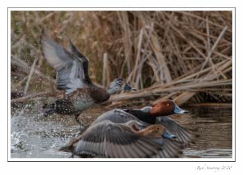 red-head ducs.jpg